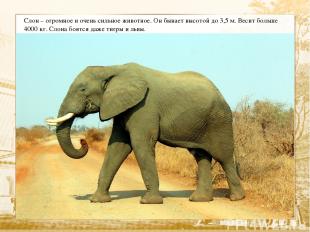 Слон – огромное и очень сильное животное. Он бывает высотой до 3,5 м. Весит боль