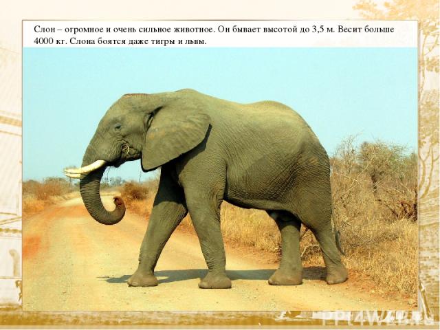 Слон – огромное и очень сильное животное. Он бывает высотой до 3,5 м. Весит больше 4000 кг. Слона боятся даже тигры и львы.