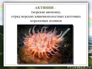 АКТИНИИ – (морские анемоны), отряд морских кишечнополостных клеточных коралловых