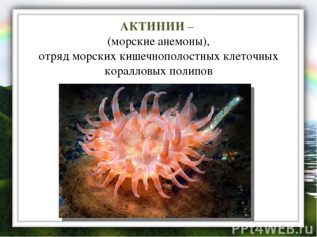 АКТИНИИ – (морские анемоны), отряд морских кишечнополостных клеточных коралловых полипов