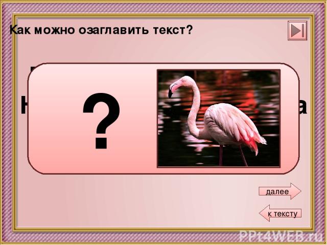 Розово-красная птица Необыкновенная птица Фламинго … ? Как можно озаглавить текст? далее к тексту