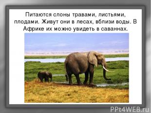 Питаются слоны травами, листьями, плодами. Живут они в лесах, вблизи воды. В Афр
