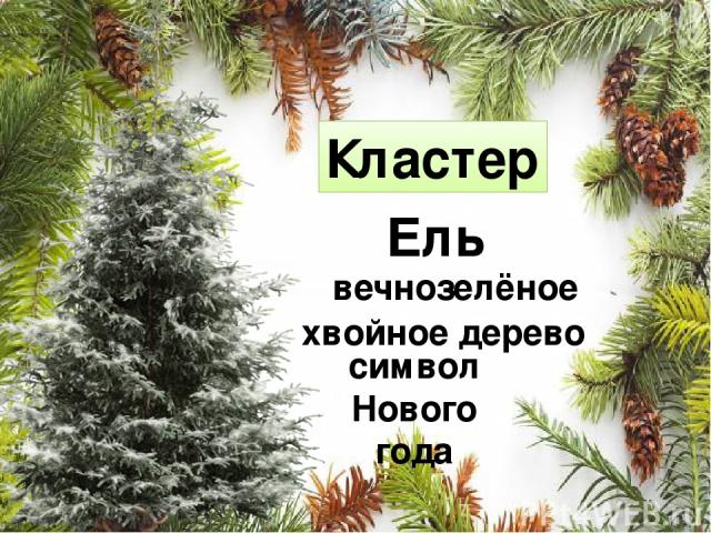Кластер Ель вечнозелёное хвойное дерево символ Нового года