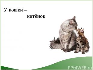 У кошки – котёнок FokinaLida.75@mail.ru