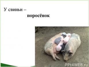 У свиньи – поросёнок FokinaLida.75@mail.ru