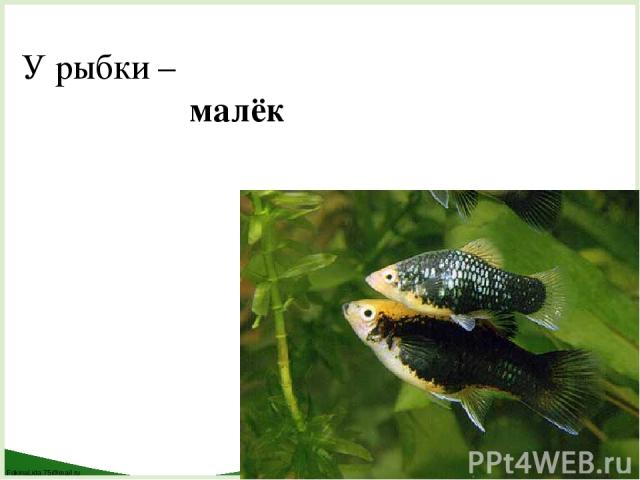 У рыбки – малёк FokinaLida.75@mail.ru