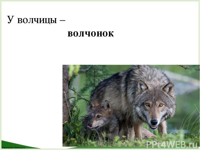 У волчицы – волчонок FokinaLida.75@mail.ru