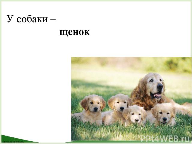 У собаки – щенок FokinaLida.75@mail.ru
