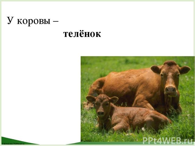 У коровы – телёнок FokinaLida.75@mail.ru