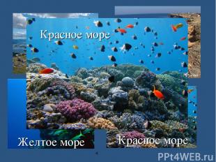 Белое море Черное море Желтое море Красное море Красное море