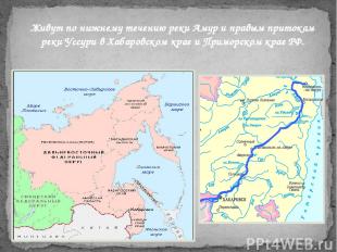 Живут по нижнему течению реки Амур и правым притокам реки Уссури в Хабаровском к