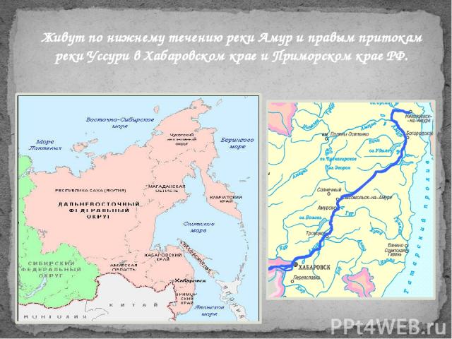 Живут по нижнему течению реки Амур и правым притокам реки Уссури в Хабаровском крае и Приморском крае РФ.
