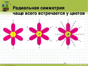 Радиальная симметрия чаще всего встречается у цветов