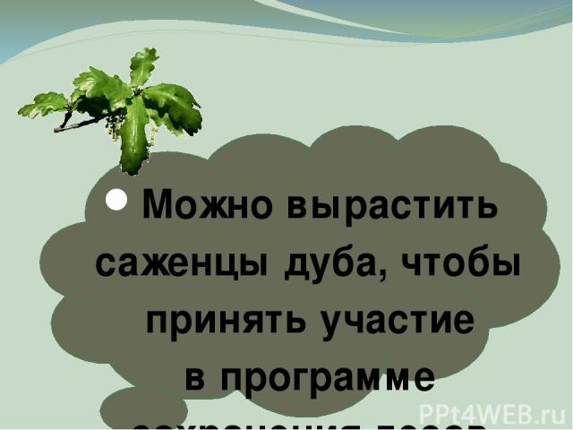 Можно вырастить саженцы дуба, чтобы принять участие в программе сохранения лесов России. Эту программу разработали экологические организации нашей страны. В октябре — ноябре в лесу или парке собирают желуди, упавшие с крупного дуба. Под тем же дерев…