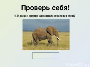 Проверь себя! 4. К какой группе животных относится слон? Млекопитающие