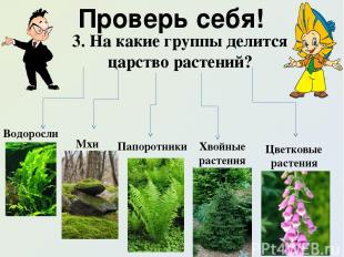 Проверь себя! 3. На какие группы делится царство растений? Водоросли Мхи Папорот