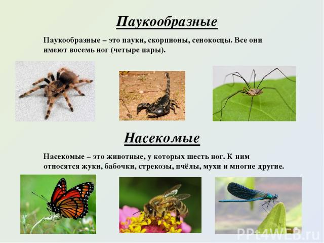 Паукообразные Паукообразные – это пауки, скорпионы, сенокосцы. Все они имеют восемь ног (четыре пары). Насекомые Насекомые – это животные, у которых шесть ног. К ним относятся жуки, бабочки, стрекозы, пчёлы, мухи и многие другие.