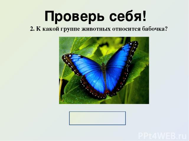Проверь себя! 2. К какой группе животных относится бабочка? Насекомые