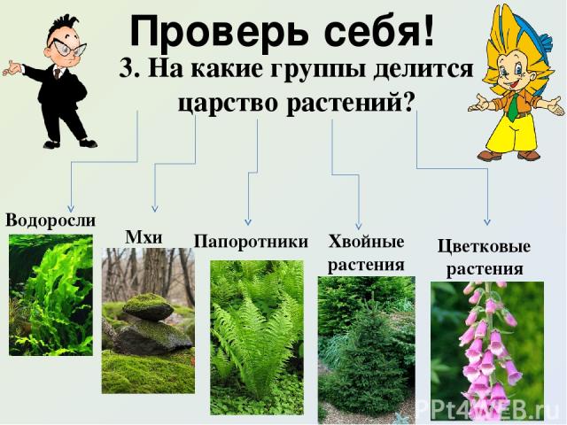 Проверь себя! 3. На какие группы делится царство растений? Водоросли Мхи Папоротники Хвойные растения Цветковые растения