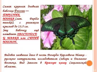 Самая крупная дневная бабочка России — ПАРУСНИК  МААКА (лат. Papilio maackii), с