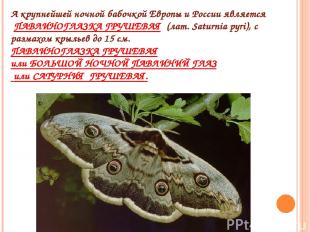 А крупнейшей ночной бабочкой Европы и России является  ПАВЛИНОГЛАЗКА ГРУШЕВАЯ  (