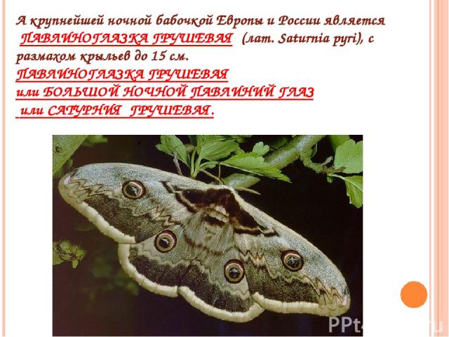А крупнейшей ночной бабочкой Европы и России является  ПАВЛИНОГЛАЗКА ГРУШЕВАЯ  (лат. Saturnia pyri), с размахом крыльев до 15 см. ПАВЛИНОГЛАЗКА ГРУШЕВАЯ или БОЛЬШОЙ НОЧНОЙ ПАВЛИНИЙ ГЛАЗ  или САТУРНИЯ  ГРУШЕВАЯ.
