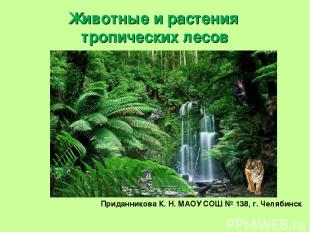 Животные и растения тропических лесов Приданникова К. Н. МАОУ СОШ № 138, г. Челя