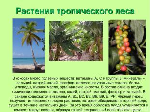 Растения тропического леса В кокосах много полезных веществ: витамины А, С и гру