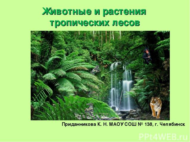 Животные и растения тропических лесов Приданникова К. Н. МАОУ СОШ № 138, г. Челябинск