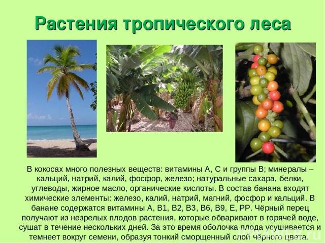 Растения тропического леса В кокосах много полезных веществ: витамины А, С и группы В; минералы – кальций, натрий, калий, фосфор, железо; натуральные сахара, белки, углеводы, жирное масло, органические кислоты. В состав банана входят химические элем…