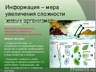 Информация – мера увеличения сложности живых организмов 3,5 миллиарда лет назад