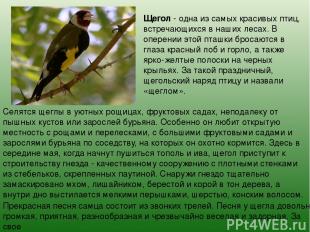 Щегол - одна из самых красивых птиц, встречающихся в наших лесах. В оперении это