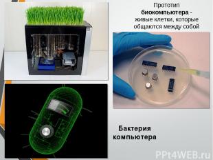 Бактерия компьютера Прототип биокомпьютера - живые клетки, которые общаются межд
