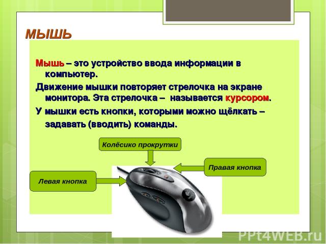МЫШЬ Мышь – это устройство ввода информации в компьютер. Движение мышки повторяет стрелочка на экране монитора. Эта стрелочка – называется курсором. У мышки есть кнопки, которыми можно щёлкать – задавать (вводить) команды. Левая кнопка Правая кнопка…