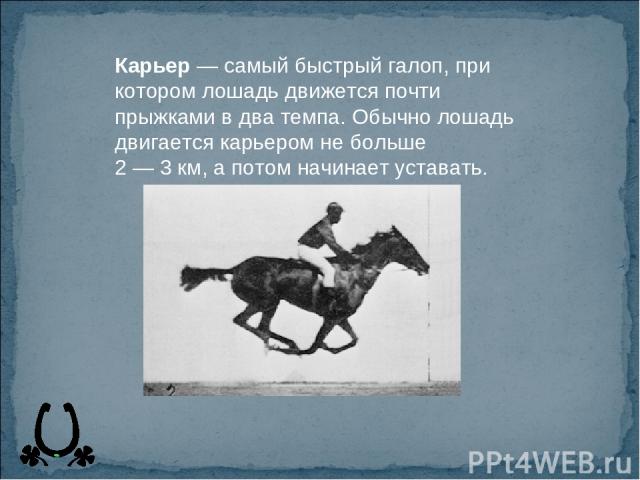 Карьер — самый быстрый галоп, при котором лошадь движется почти прыжками в два темпа. Обычно лошадь двигается карьером не больше 2 — 3 км, а потом начинает уставать.