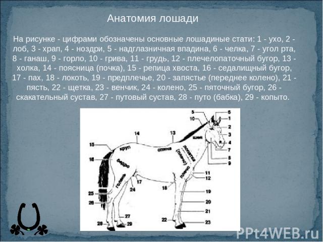 Анатомия лошади На рисунке - цифрами обозначены основные лошадиные стати: 1 - ухо, 2 - лоб, 3 - храп, 4 - ноздри, 5 - надглазничная впадина, 6 - челка, 7 - угол рта, 8 - ганаш, 9 - горло, 10 - грива, 11 - грудь, 12 - плечелопаточный бугор, 13 - холк…
