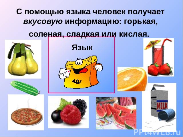 С помощью языка человек получает вкусовую информацию: горькая, соленая, сладкая или кислая. Язык