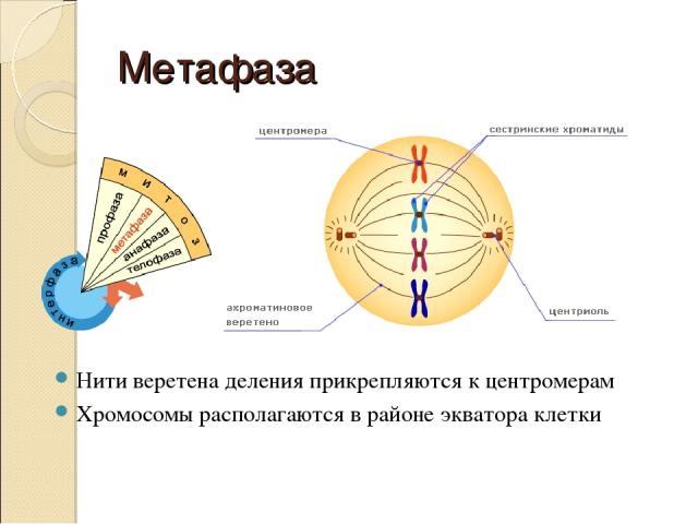 Метафаза Нити веретена деления прикрепляются к центромерам Хромосомы располагаются в районе экватора клетки