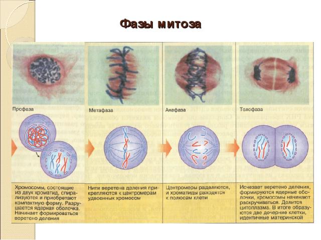 На рисунке изображена фаза митоза