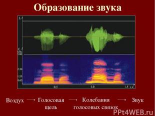 Образование звука Воздух Голосовая щель Колебания голосовых связок Звук