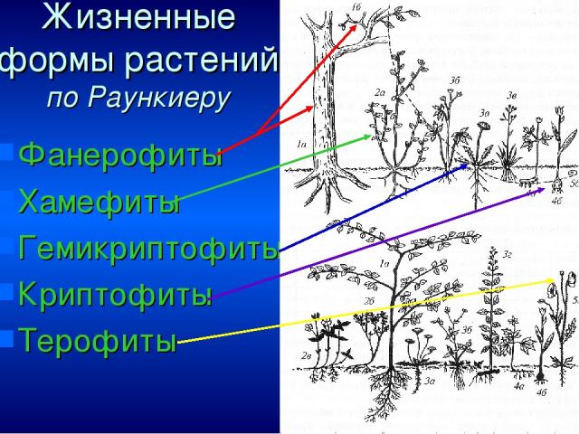 Жизненные формы растений по Раункиеру Фанерофиты Хамефиты Гемикриптофиты Криптофиты Терофиты