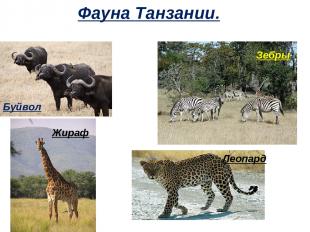Фауна Танзании. Буйвол Зебры Жираф Леопард