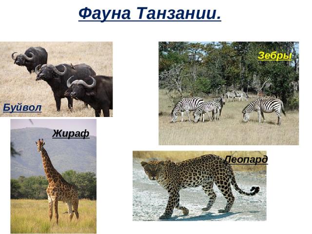 Фауна Танзании. Буйвол Зебры Жираф Леопард