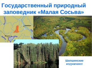 Государственный природный заповедник «Малая Сосьва» Шапшинские кедровники