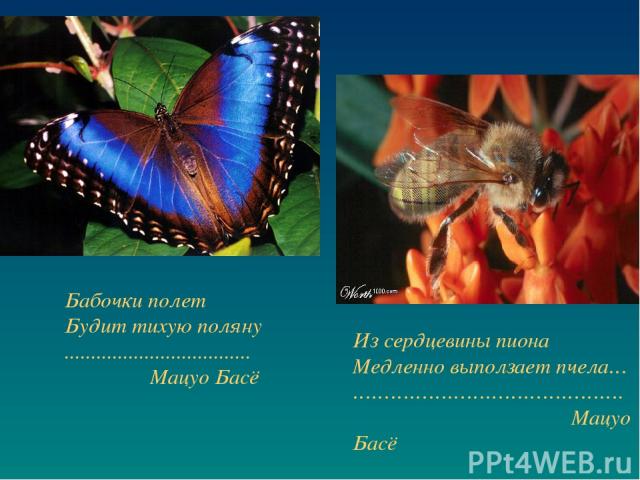 Бабочки полет Будит тихую поляну ................................... Мацуо Басё Из сердцевины пиона Медленно выползает пчела… ……………………………………. Мацуо Басё