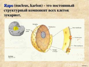 Ядро (nucleus, karion) - это постоянный структурный компонент всех клеток эукари