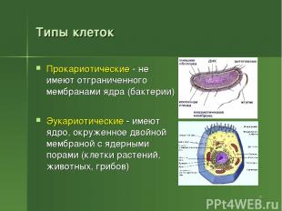 Типы клеток Прокариотические - не имеют отграниченного мембранами ядра (бактерии