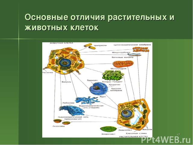 * Основные отличия растительных и животных клеток