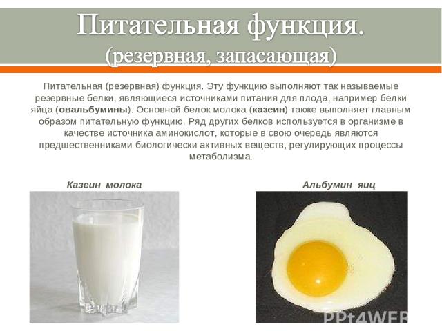Питательная (резервная) функция. Эту функцию выполняют так называемые резервные белки, являющиеся источниками питания для плода, например белки яйца (овальбумины). Основной белок молока (казеин) также выполняет главным образом питательную функцию. Р…