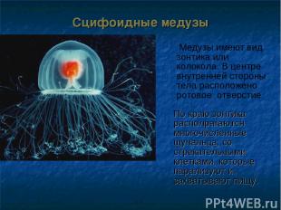 Сцифоидные медузы По краю зонтика располрагаются многочисленные щупальца, со стр